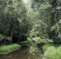 Hutan Lindung Sungai Wein