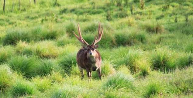 Penangkaran Rusa Ranca Upas di Ciwidey Penangkaran Rusa Ranca Upas di Ciwidey