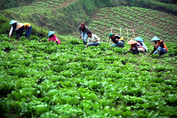 Keindahan Alam Perkebunan Sayur di Pangalengan Keindahan Alam Perkebunan Sayur di Pangalengan