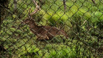 Rusa di Bumi Perkemahan Ranca Upas Bandung