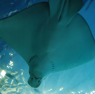 Siam Ocean World Siam Ocean World