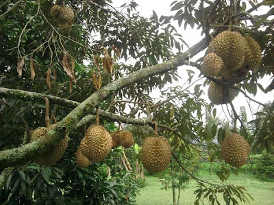 Warso Farm Bogor Tempat Wisata Kebun Durian
