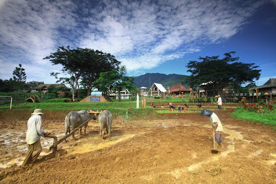 Pertanian dan Membajak Sawah