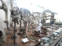 Museum Geologi – Jl Diponegoro, Bandung