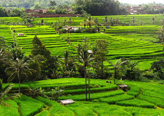 Panorama Alam, sawah di jatiluwih Panorama Alam, sawah di jatiluwih