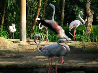 Bird Park atau Taman Burung di pulau Bali Bird Park atau Taman Burung di pulau Bali