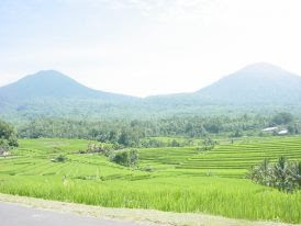 Panorama Alam, sawah di jatiluwih Panorama Alam, sawah di jatiluwih
