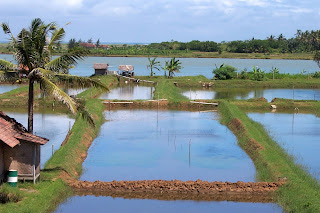 Pemandangan Sawah di pantai congot