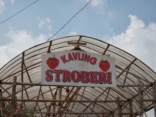 Kavling Strawberry Cihideung Lembang Bandung