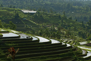 Panorama Alam, sawah di jatiluwih Panorama Alam, sawah di jatiluwih