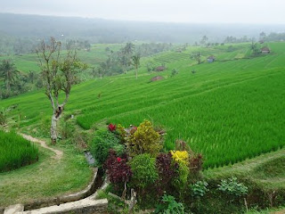 Panorama Alam, sawah di jatiluwih Panorama Alam, sawah di jatiluwih
